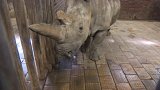 Kdo zachrání nosorožce