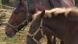 Projekt navrácení chladnokrevných koní na Šumavu končí