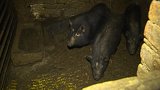 Veterináři odhalili nevhodný chov zvířat v Řídelově na Jihlavsku