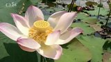 Kambodža: lotosový stonek v textilním průmyslu