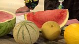 Seriál – druhy melounů – ing. Iva Veselá