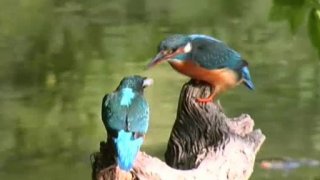 Vodní ptáci