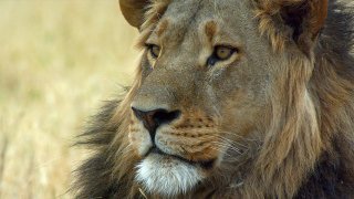 Lev - africký zabiják