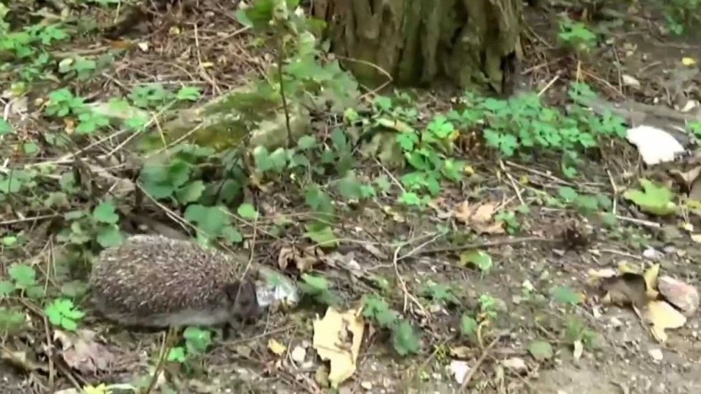 Příroda proti lidskému odpadu