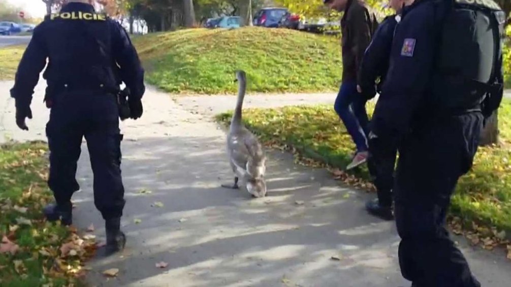 Pomáhat a chránit