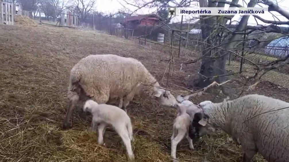 Jehňátka