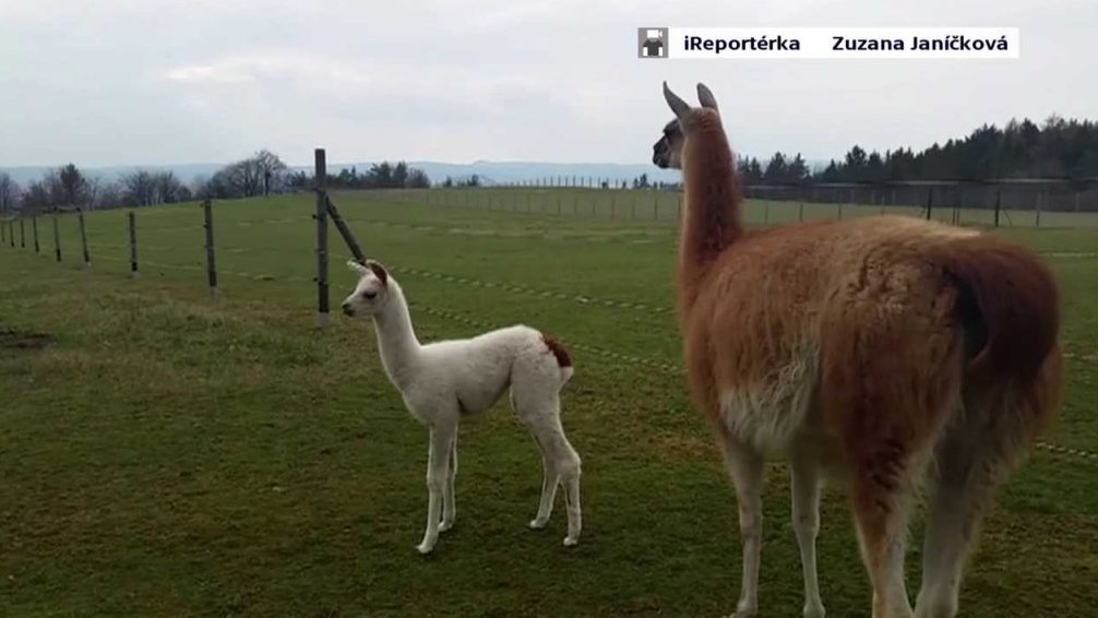 Lama s mládětem