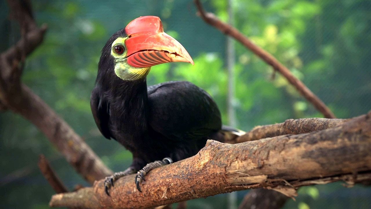 Czechs protect… hornbills in the Philippines