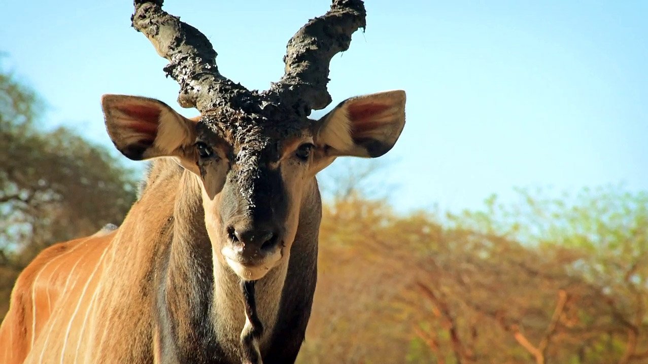 Czechs protect… elands in Senegal