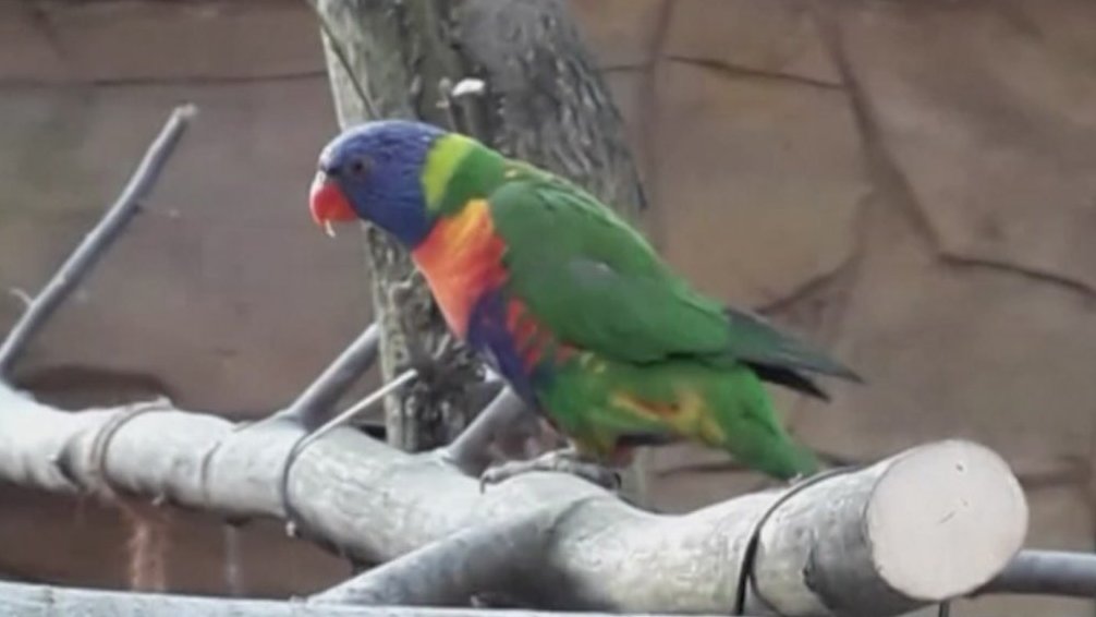 Zoo