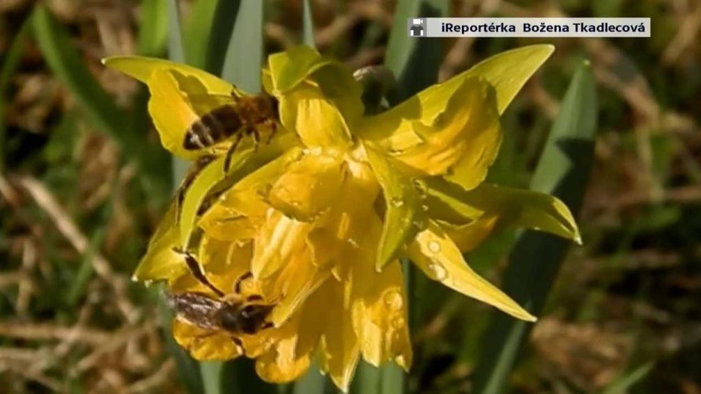 Včely na narcisu