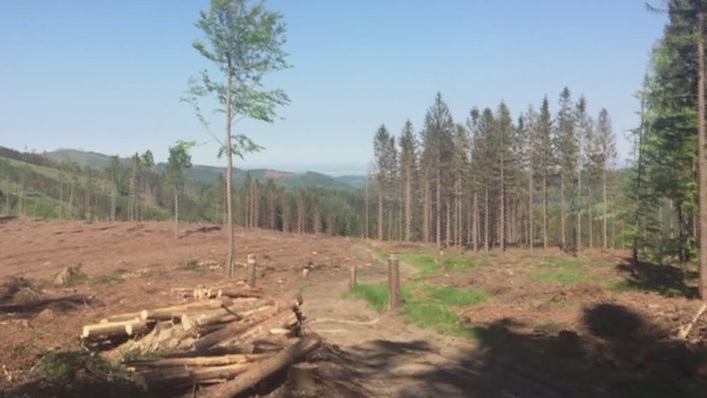 Kůrovec