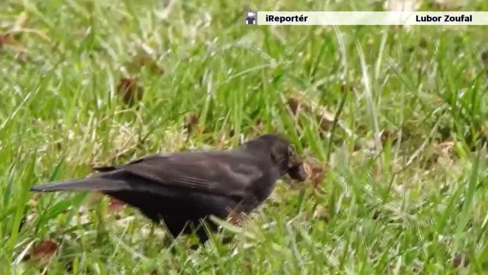 Fauna z Babí u Náchoda