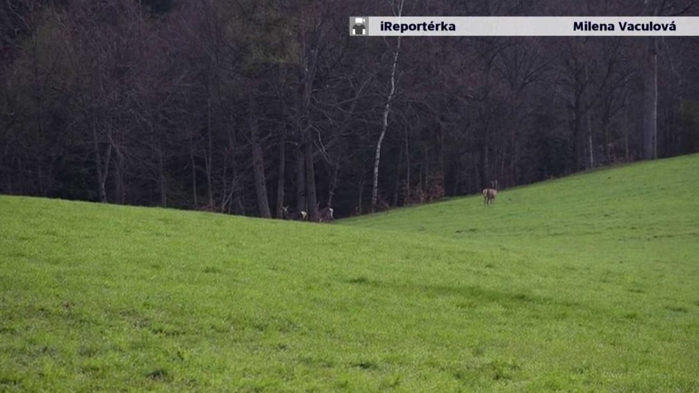 Fauna z Kunčic pod Ondřejníkem