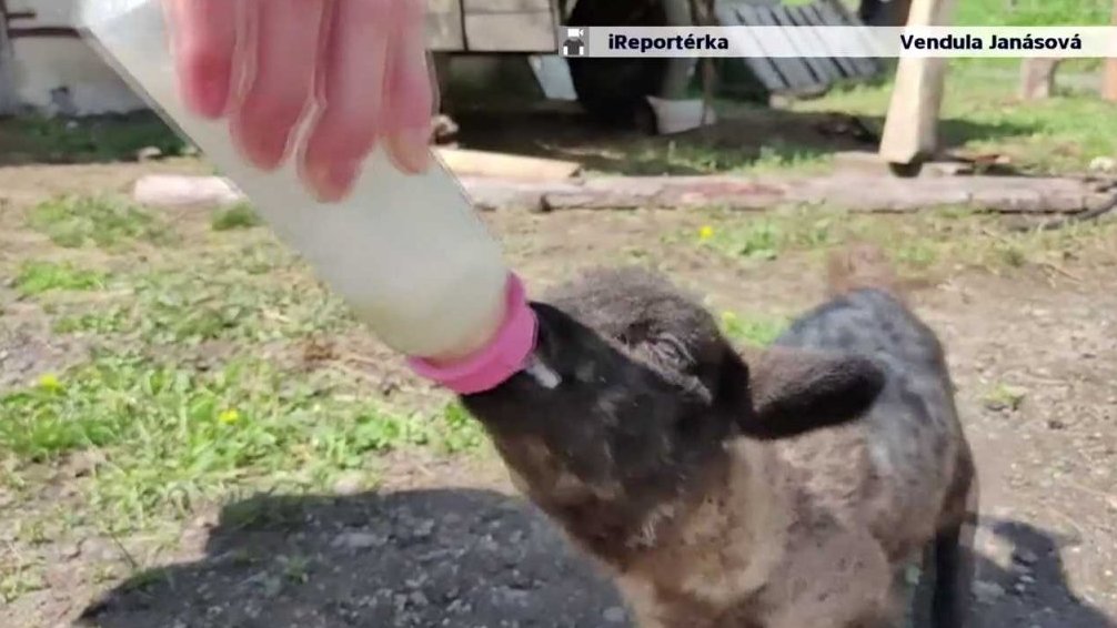 Fauna z Velké nad Veličkou