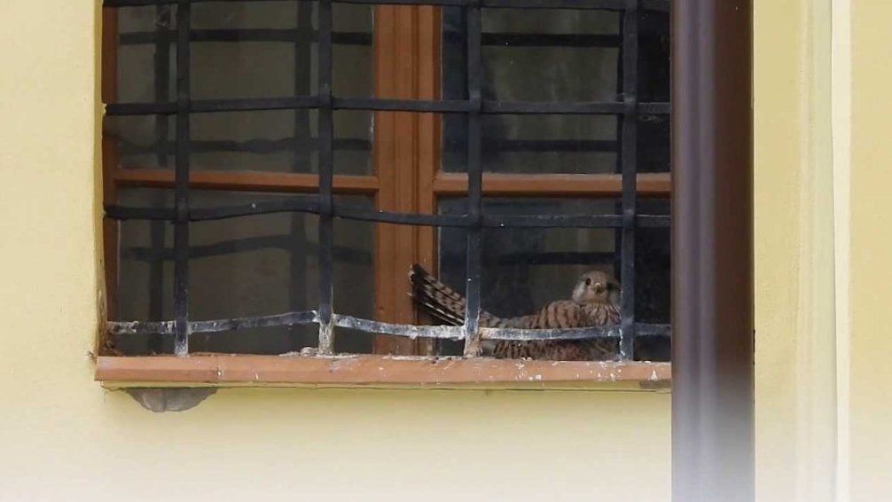 Hnízdění poštolek za oknem kostela