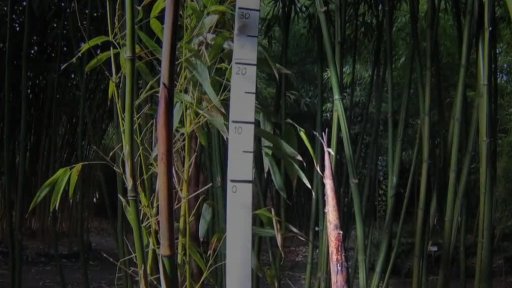 Růst bambusu