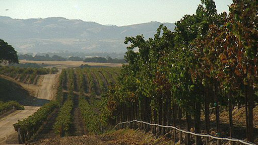 VÃ½sledek obrÃ¡zku pro americkÃ¡ vinice kalifornie