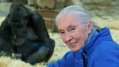 Jane Goodall
