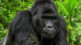 Zabití ohrožené gorily