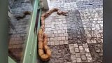 Dvoumetrový had v centru Prahy