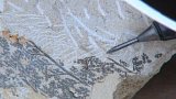 Letní seriál: unikátní zkamenělé památky z prvohorního pralesa
