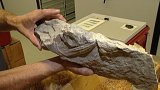 Zkameněliny z depozitáře
