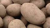 Klatovsko jako největší dodavatel brambor končí