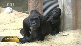 Porodní sál pro gorilu v zoo
