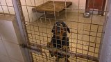 Majitelka pěti rotvajlerů dluží Městskému úřadu v Lounech přes tři sta tisíc korun za pobyt psů v útulku