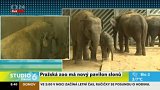 Pražská zoo má nový pavilon slonů
