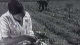 Zemědělská produkce v Pamíru (1950)