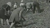 Nové brambory (1947)