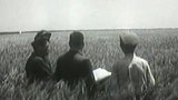 Kubánská pšenice (1950)