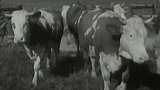 Zdravá pastva (1953)