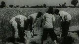 Pěstování kukuřice v Číně (1958)