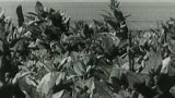 Pětiletý plán sovětského zemědělství (1959)
