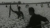 Pěstování řepky v Číně (1959)