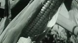 Kukuřice v Uzbekistánu (1962)