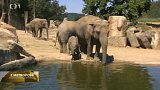 80 let trojských slonů