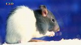 Experiment: Stopování potkanů