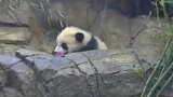 Panda jako nástoj diplomacie