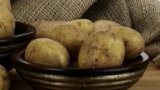 Nadprůměrná úroda brambor