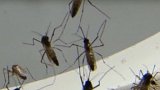 Modifikovaní komáři pomáhají