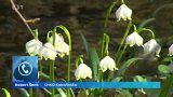 O měsíc dřív, než je běžné, rozkvetly v přírodní památce Peklo na Českolipsku bledule.