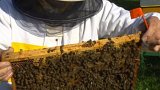 V Nasavrkách pomáhají navázat na tradice včelařů