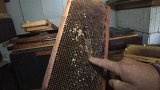 Včelaři v Krušných horách mají za sebou jednu z nejhorších sezon