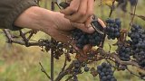 Kutnohorští vinaři přišli kvůli špačkům a kroupám o část úrody.