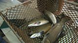 Čerstvé ryby celoročně: doména kamenných a pojízdných prodejen