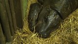 Plzeňská zoo má první mládě hrošíka liberijského
